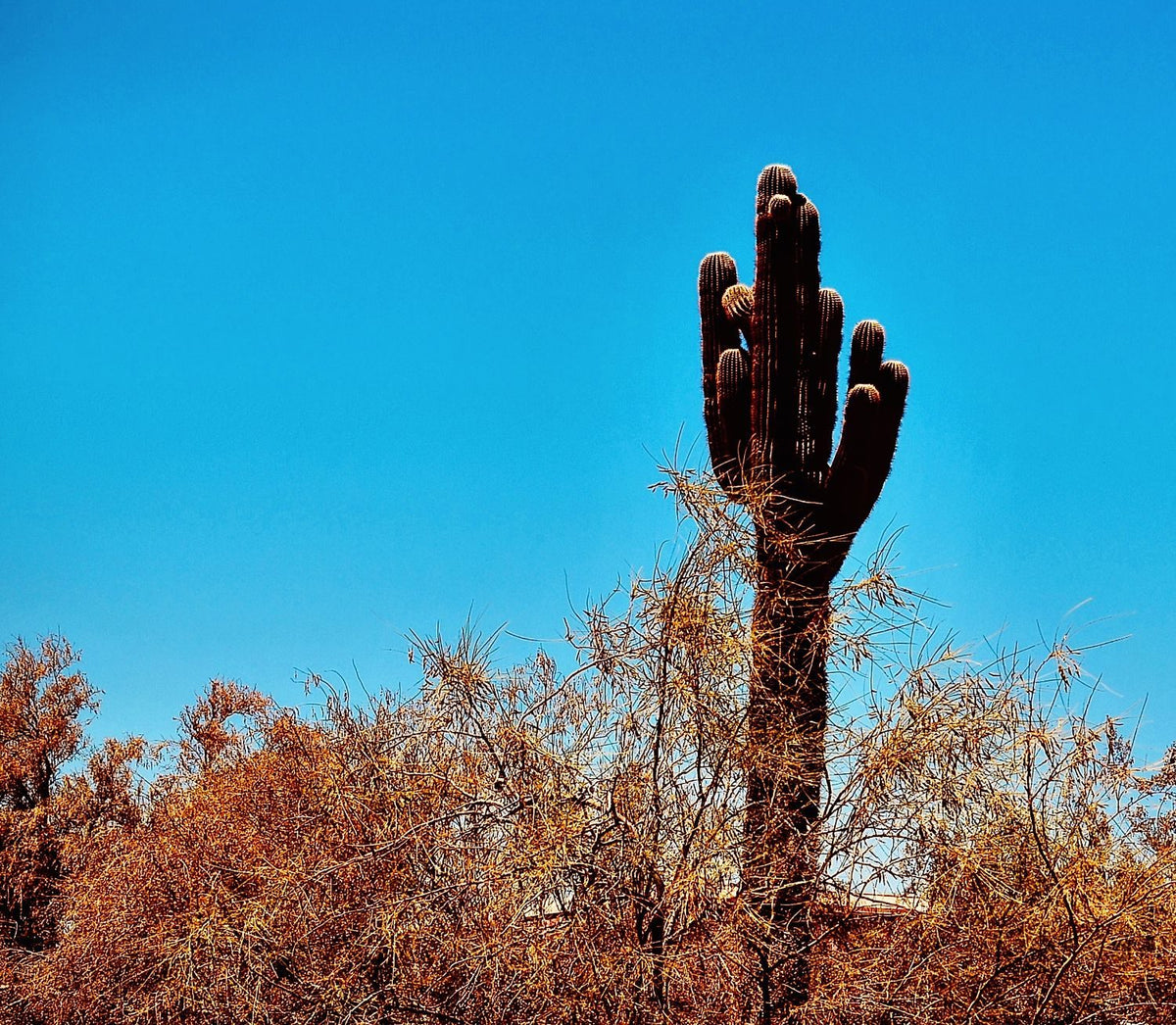 Arizona Desert Saguaro Cactus
