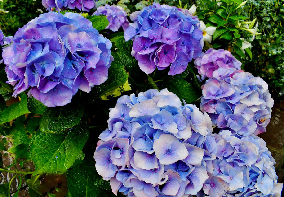 Blue Hydrangeas