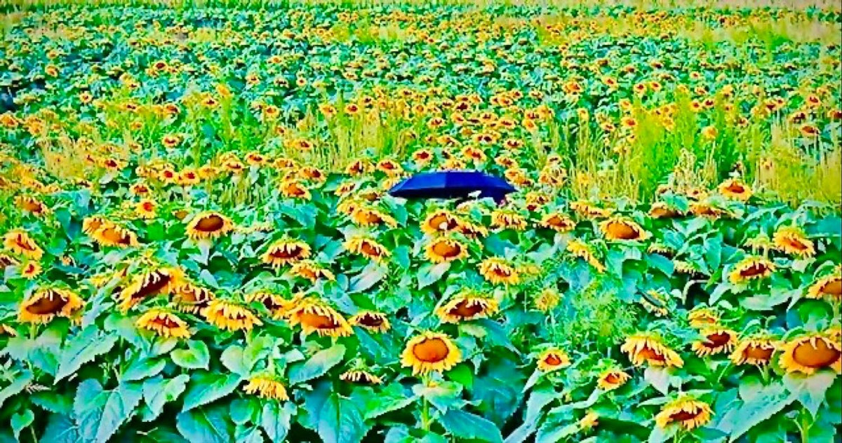 Blue Umbrella Lost in a Field of Sunflowers