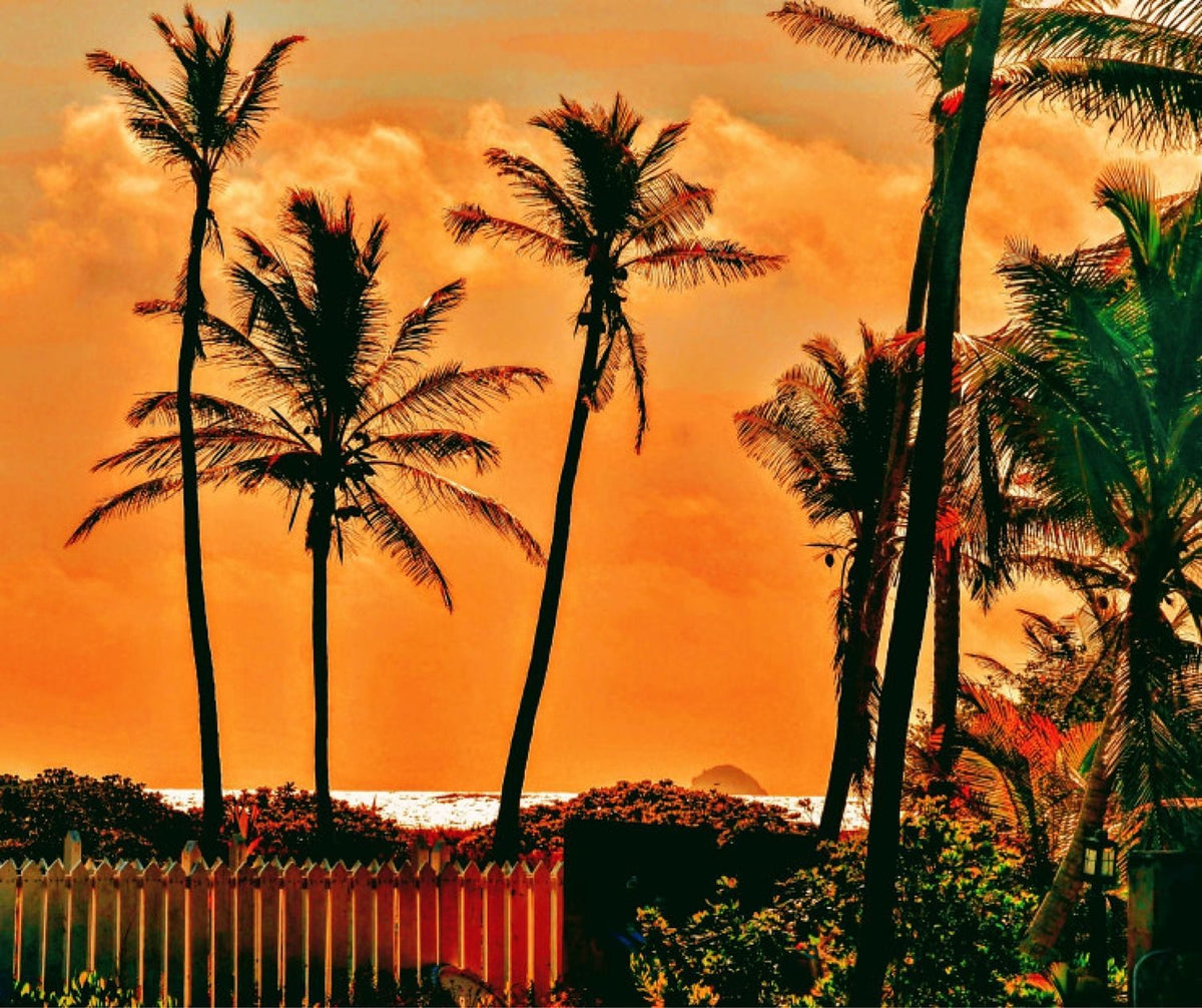 Coral Sunset Highlights Palm Island