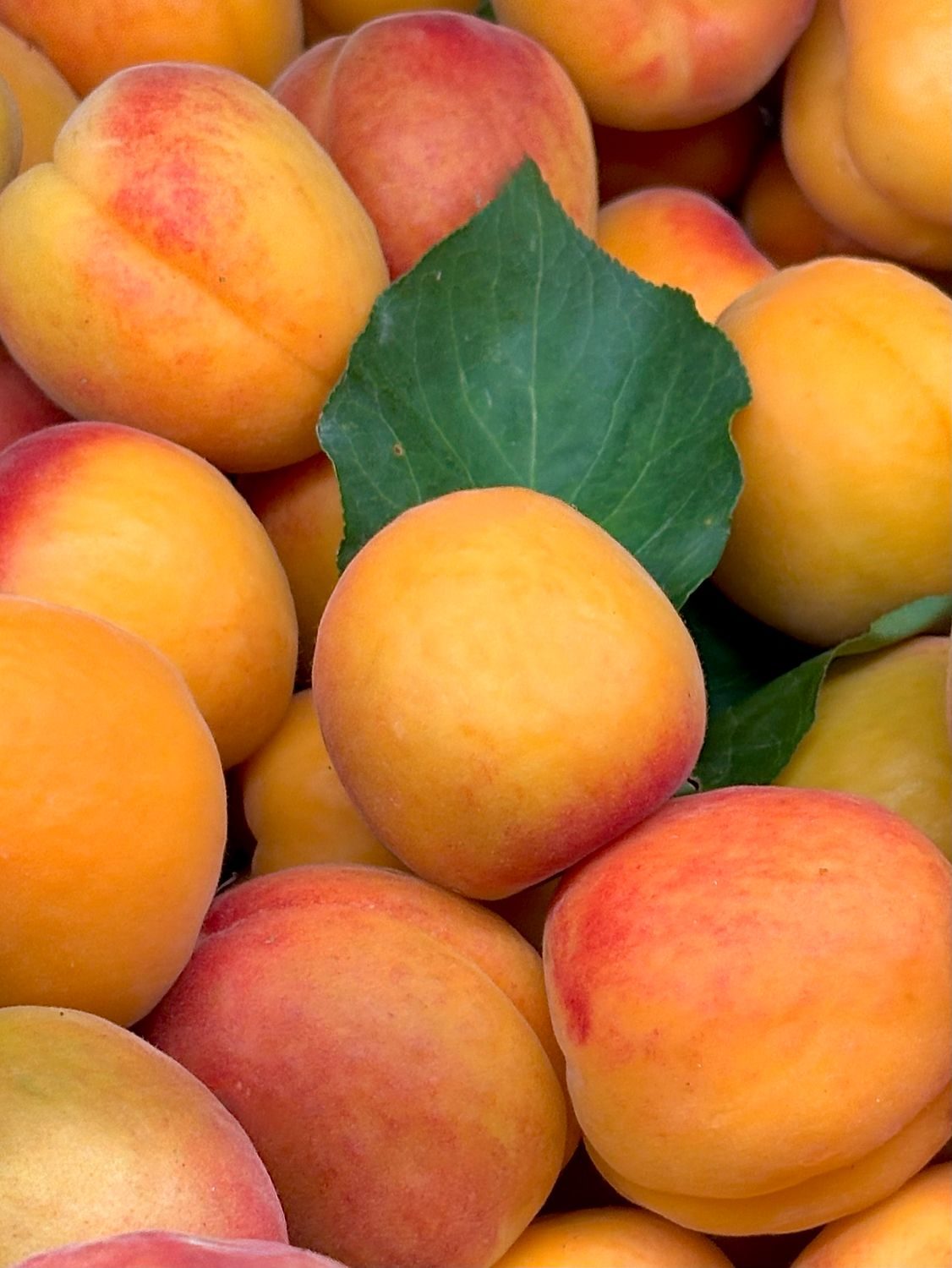 Freshly Harvested Apricots