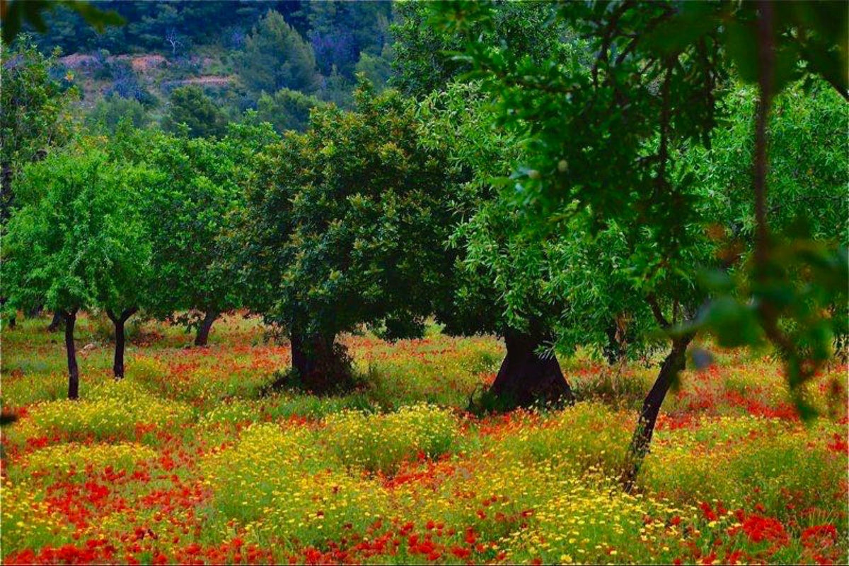 Olive Grove Wildflowers