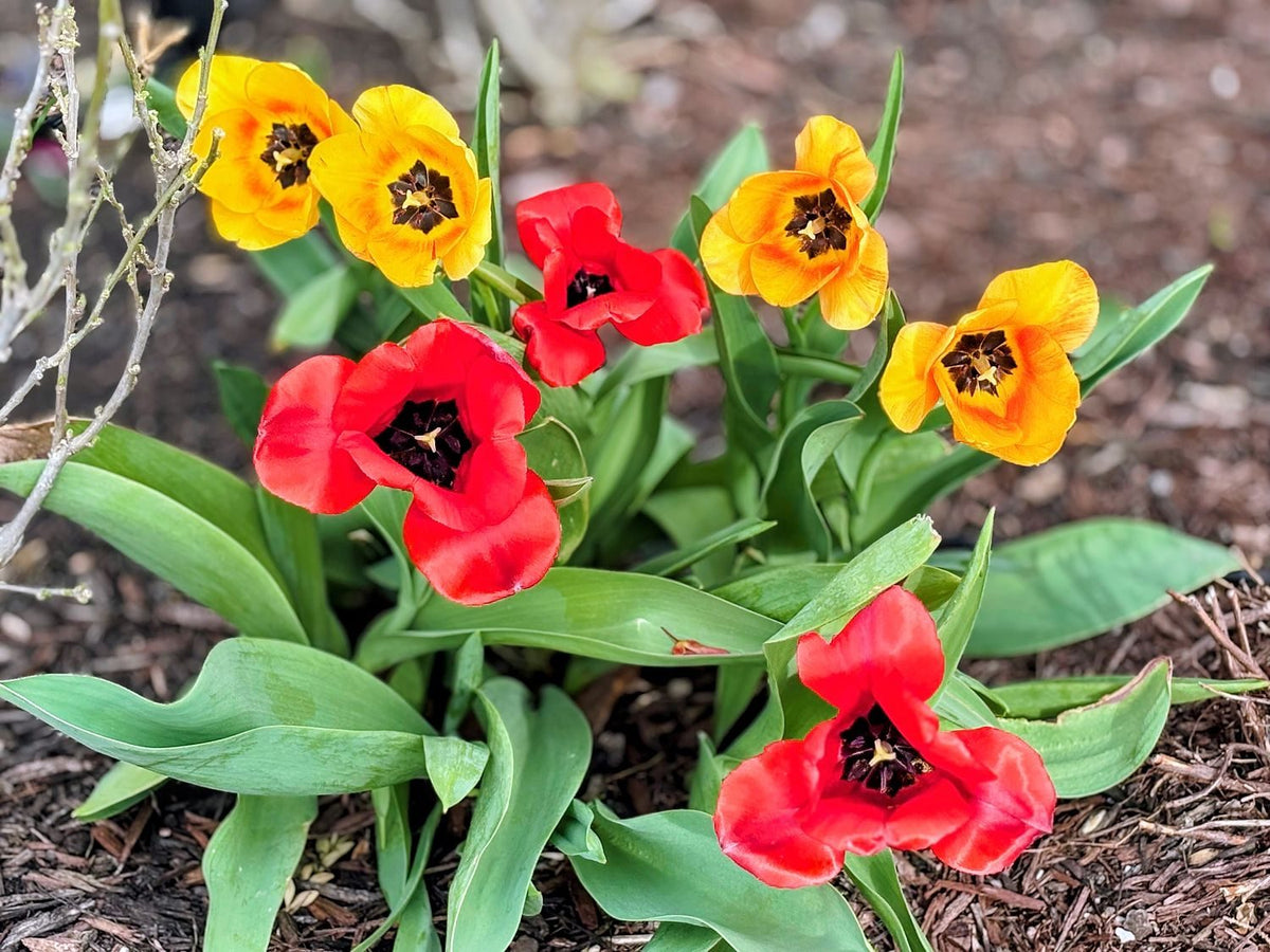 Red and Yellow Poppy Blossoms