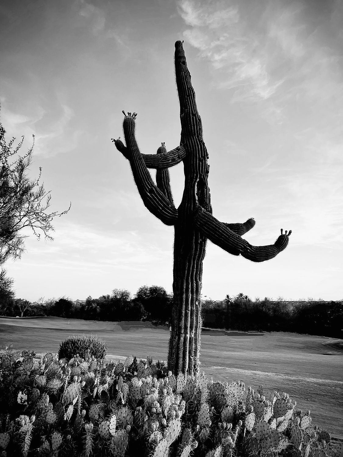 The Giant Saguaro Cactus King of The Desert
