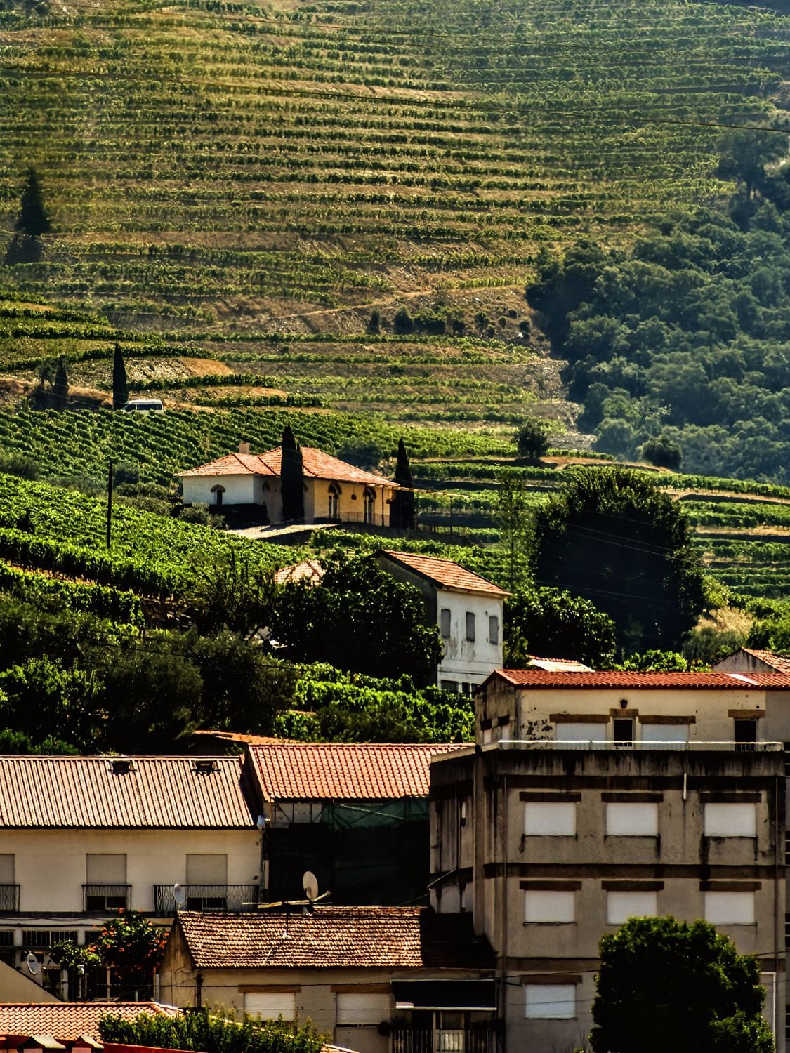 Vineyards in the Duro Valley