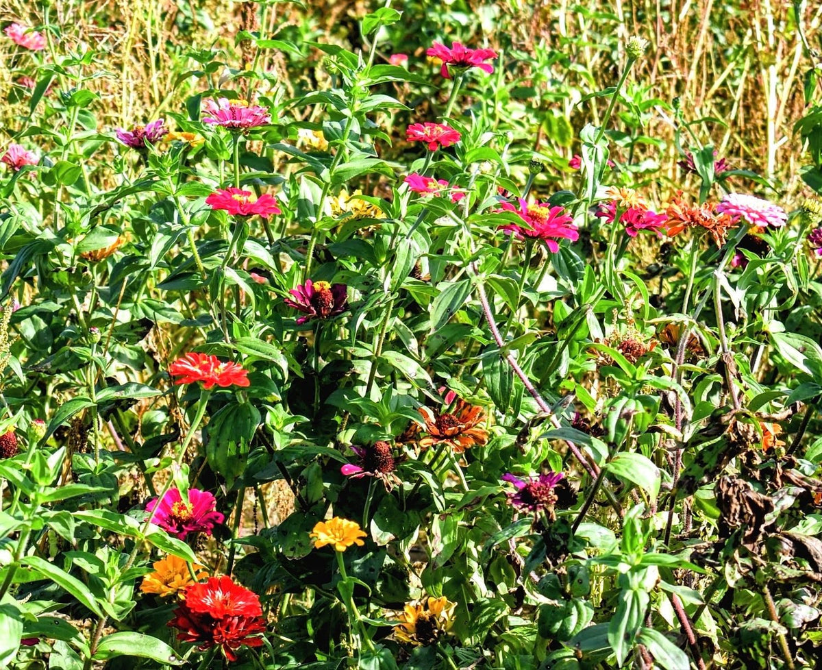 Wildflowers on a Rustic Meadow