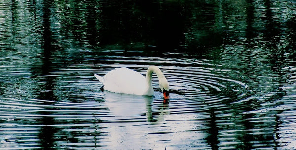 A Graceful Swan
