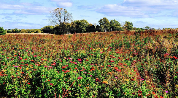 A Meadow Carpeted with Wildflowers
