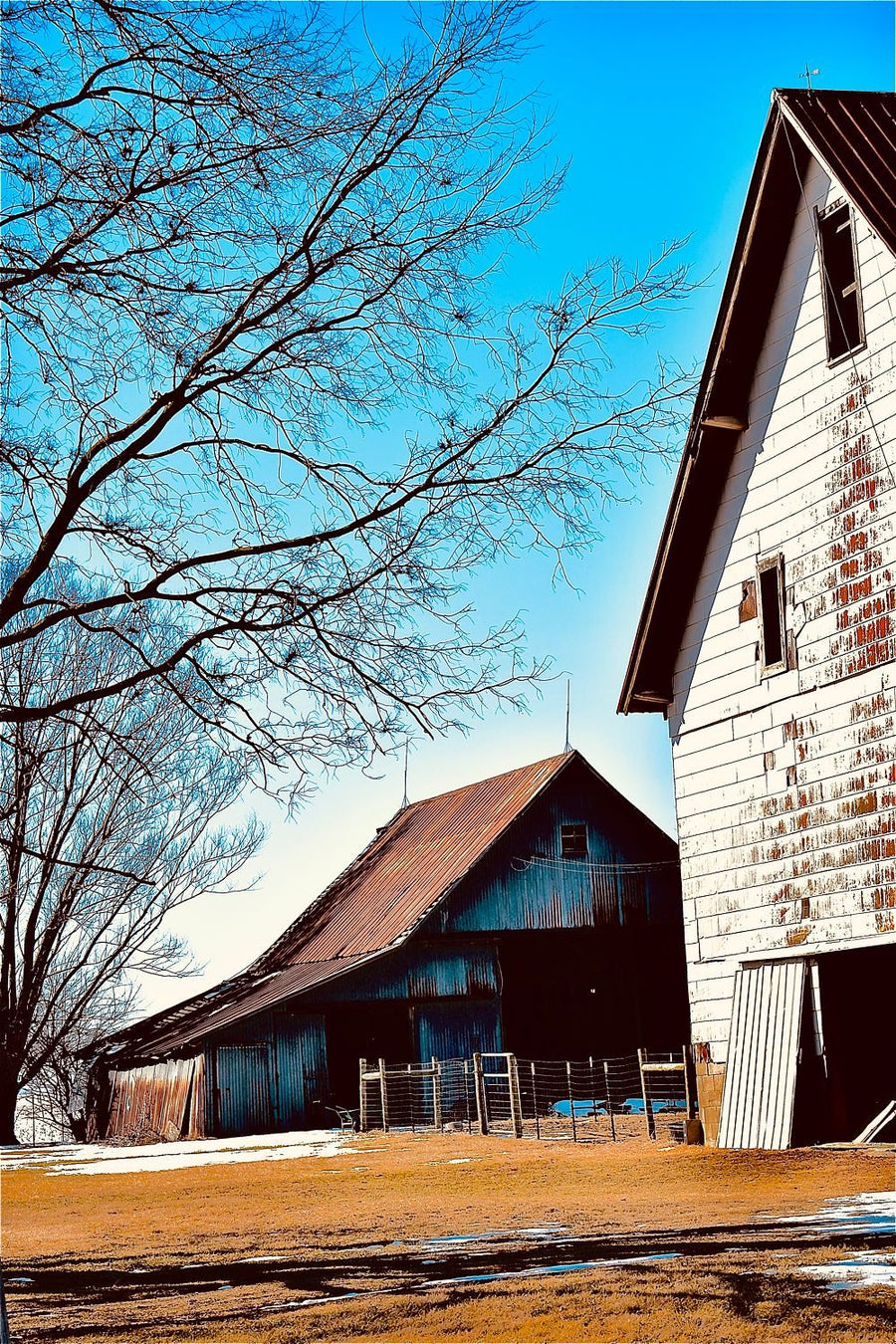 A Pair of Barns on a Dairy Farm — Barns & Agriculture collection