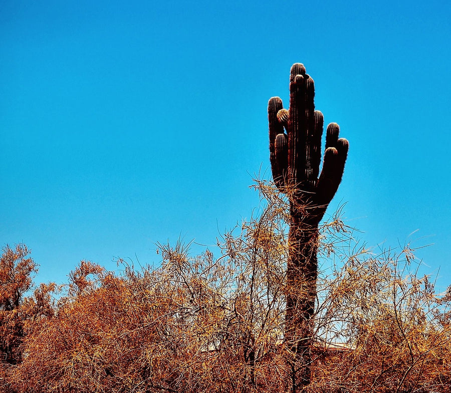 Arizona Desert Saguaro Cactus — Southwest Landscapes collection