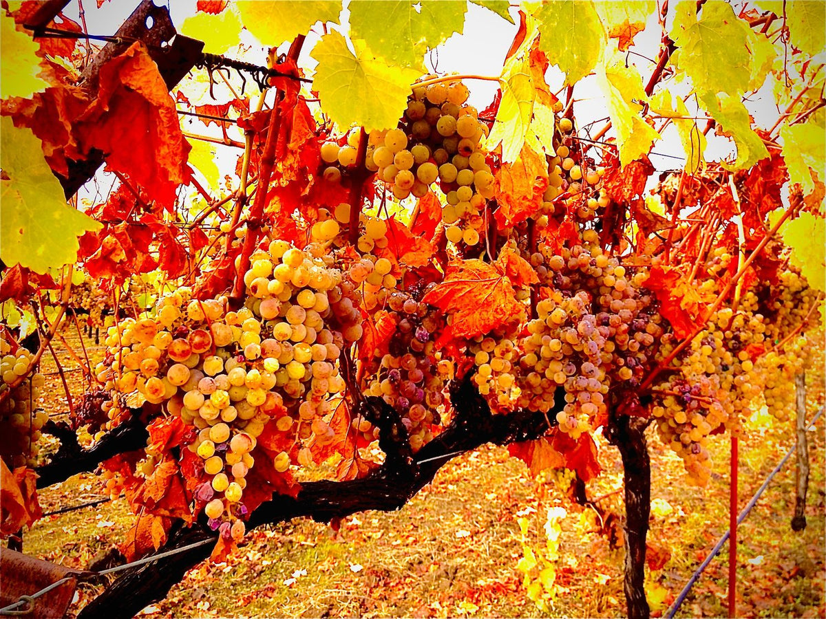Autumn In the Vineyards, Last of Natures Bounty
