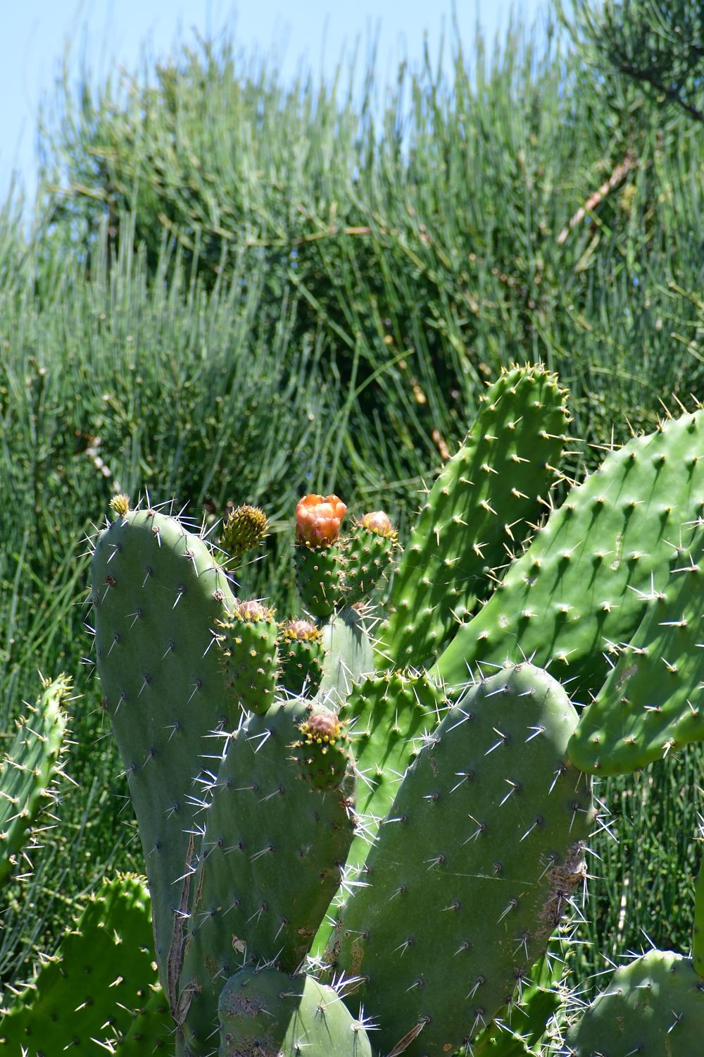 Cactus Flower