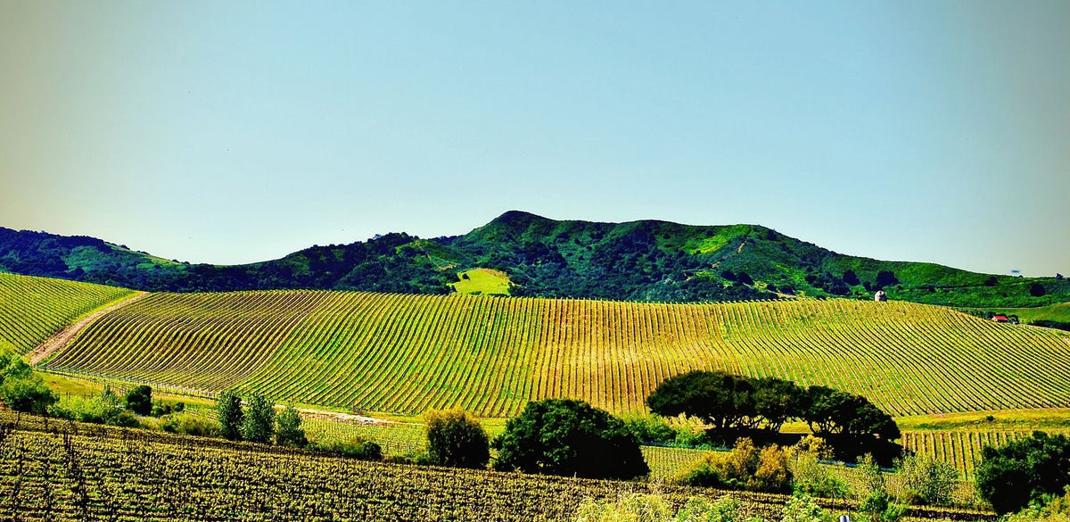California Vineyards