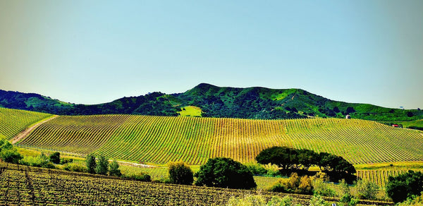 California Vineyards