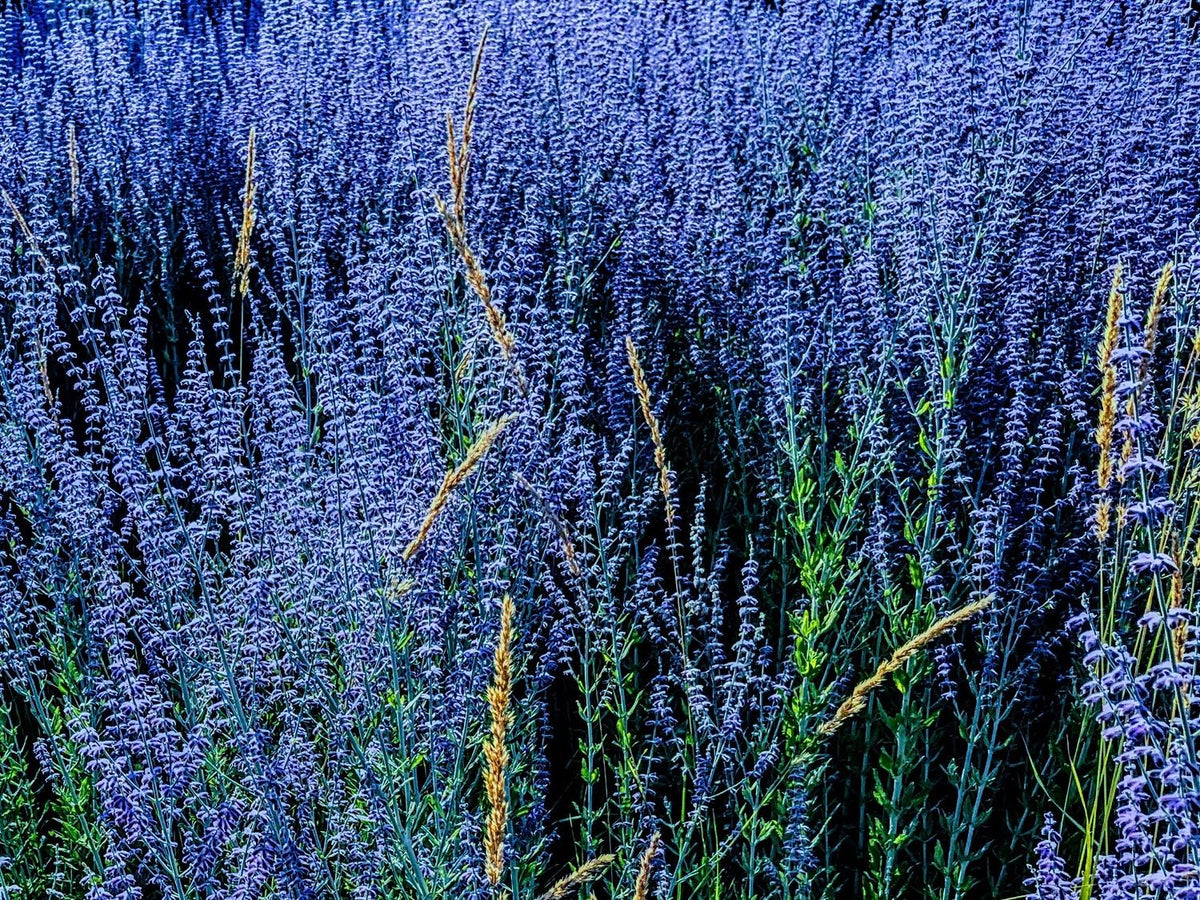 French Culinary Lavender