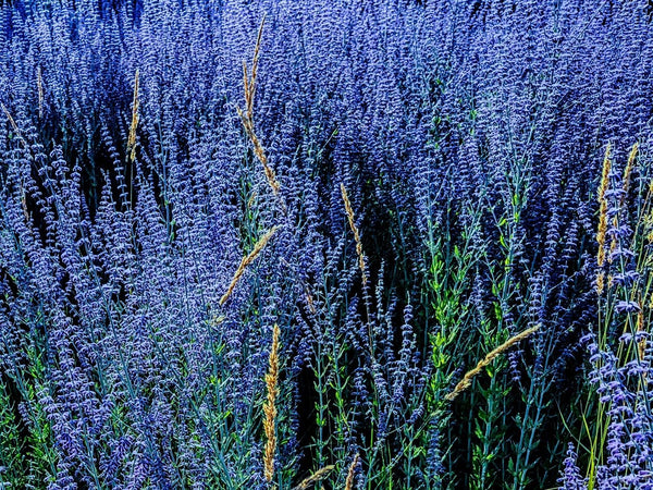 French Culinary Lavender