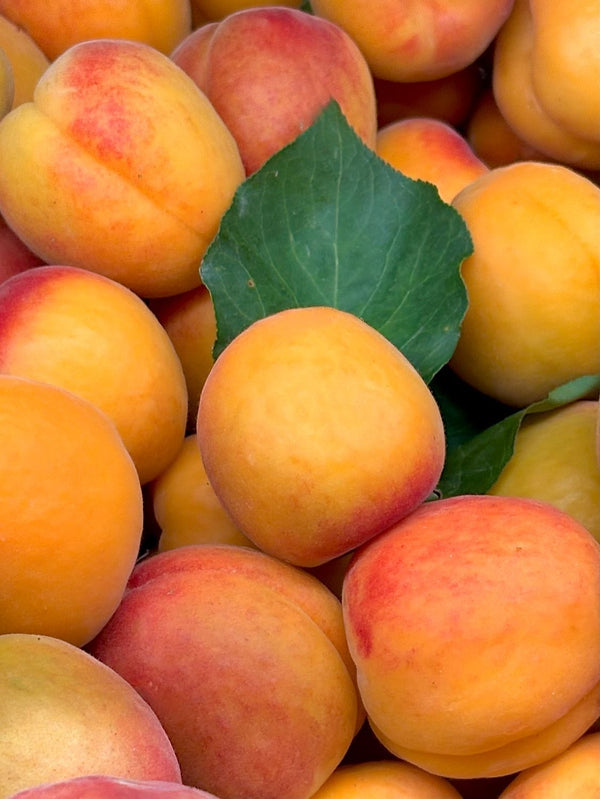 Freshly Harvested Apricots
