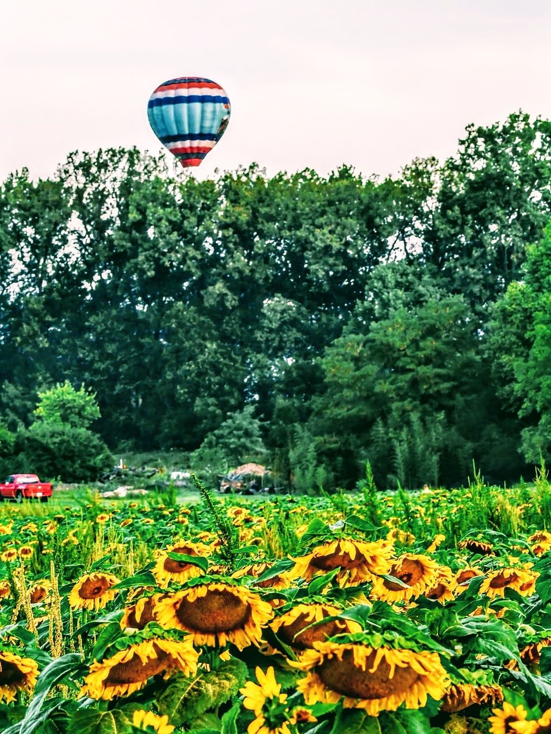 Hot Air Balloon over Morning Sunflower Field
