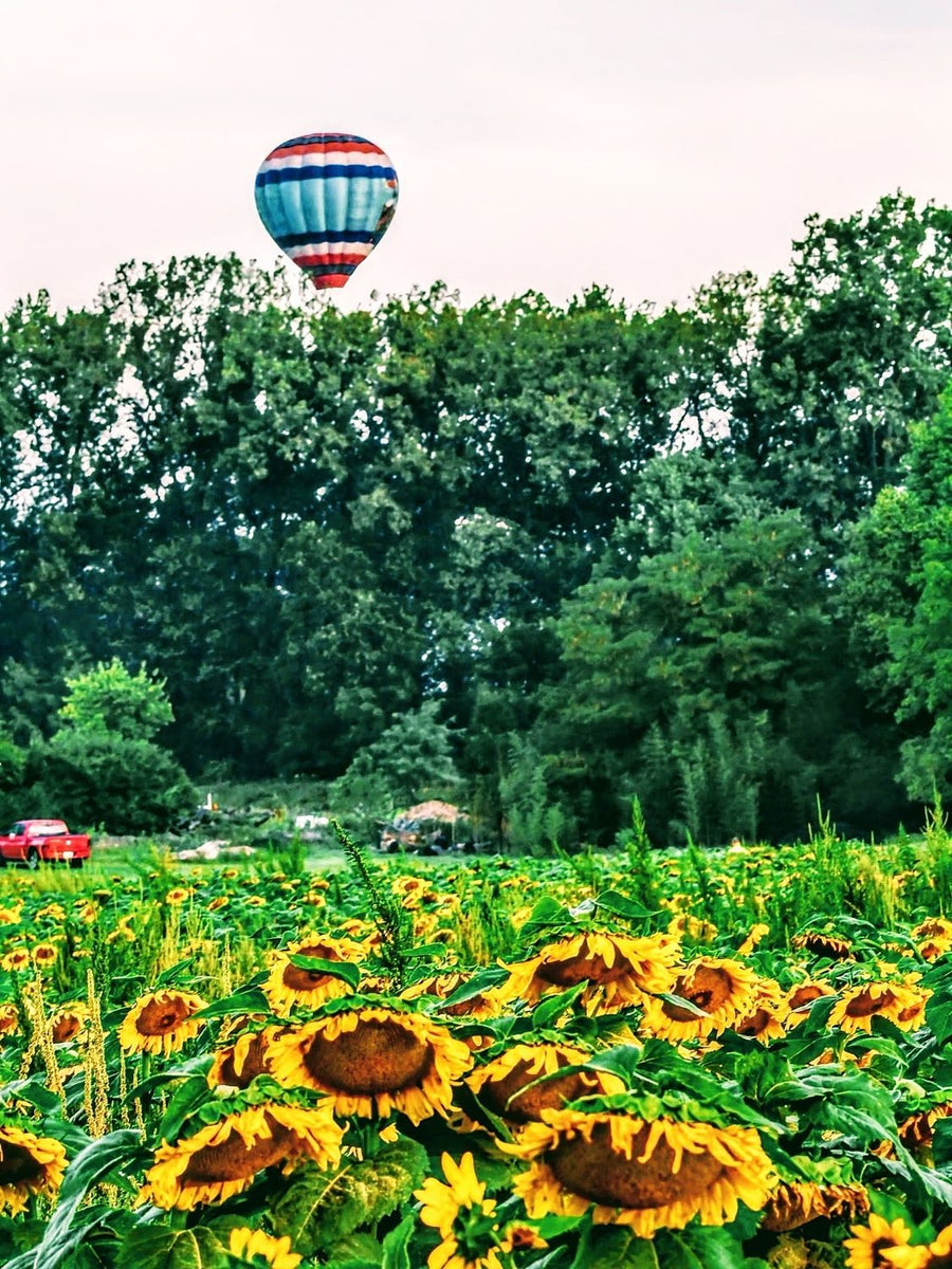 Hot Air Balloon over Morning Sunflower Field — Extreme Sports collection