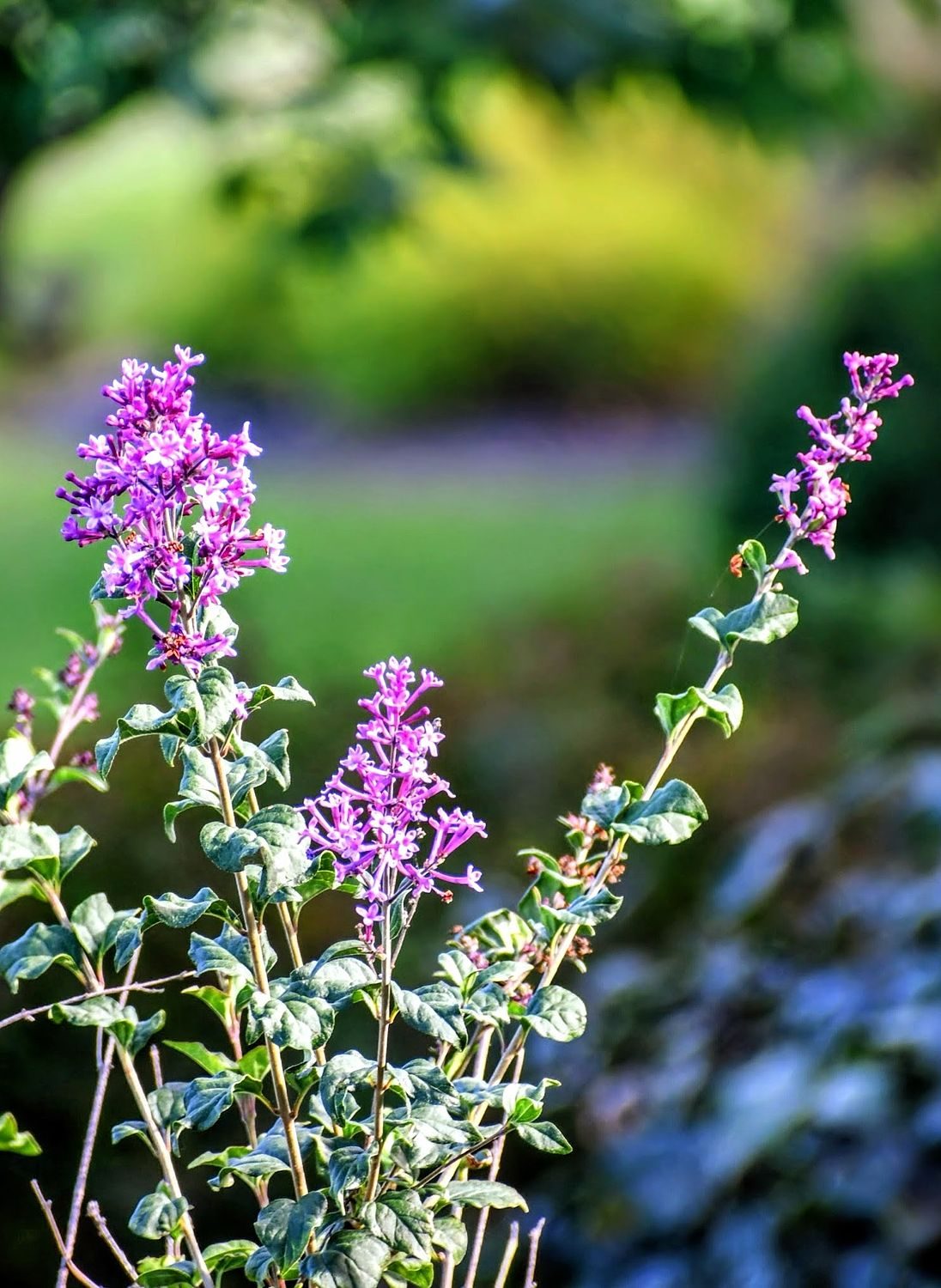 Lilac Blossoms