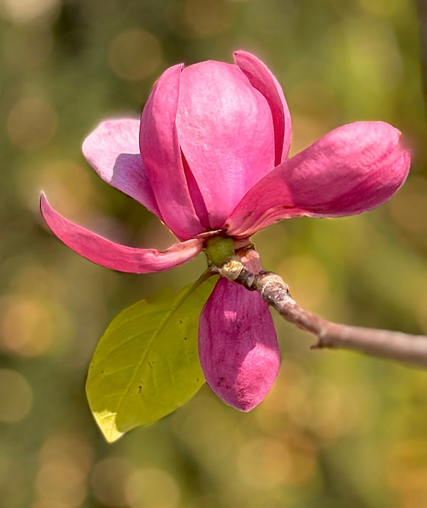 Magnolia Tree Blossom in Spring