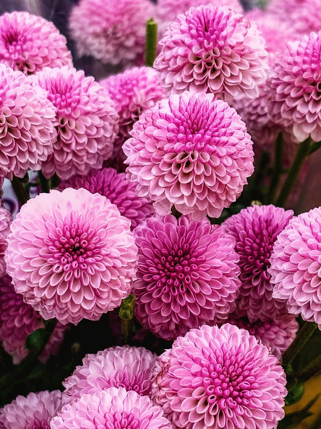 Purple Dahlia Blossoms