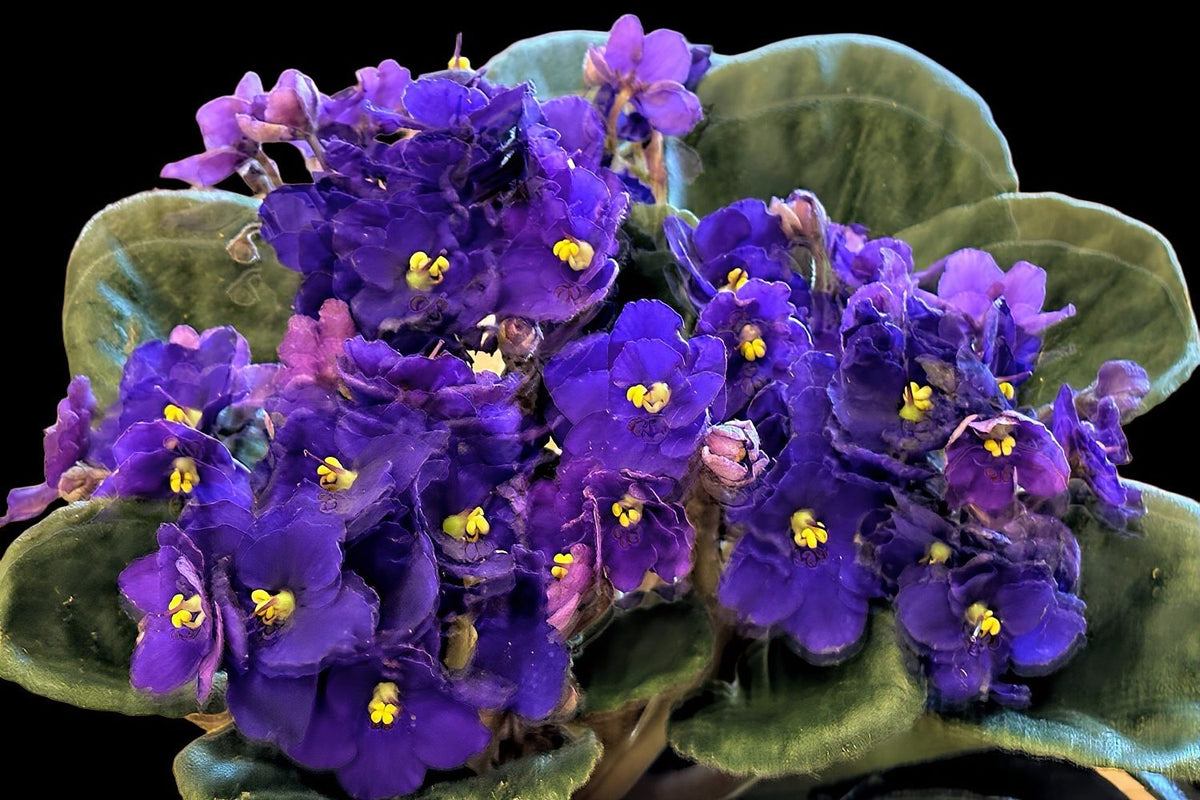 Purple Petunias