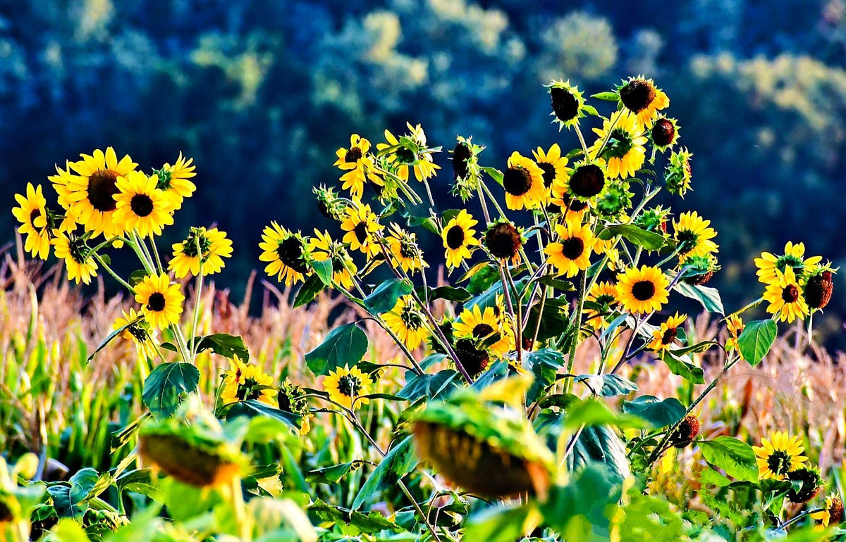 Sunflowers Galore