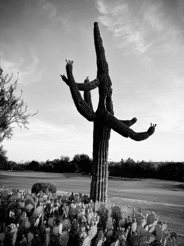 The Giant Saguaro Cactus King of The Desert