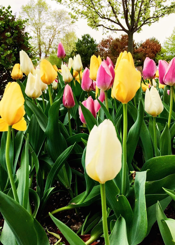 Tulip Parade