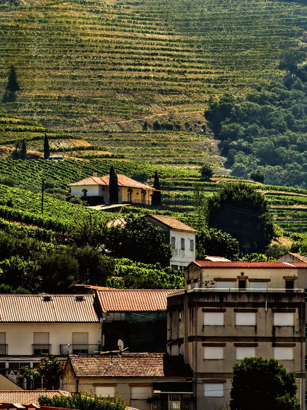 Vineyards in the Duro Valley