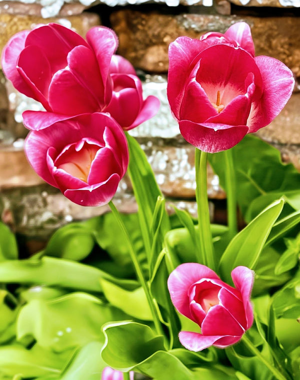 Wild Tulips Growing in an Inner City