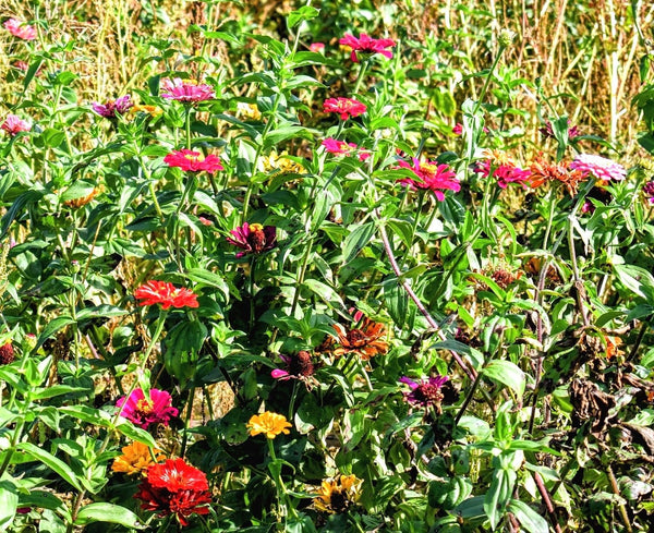 Wildflowers on a Rustic Meadow