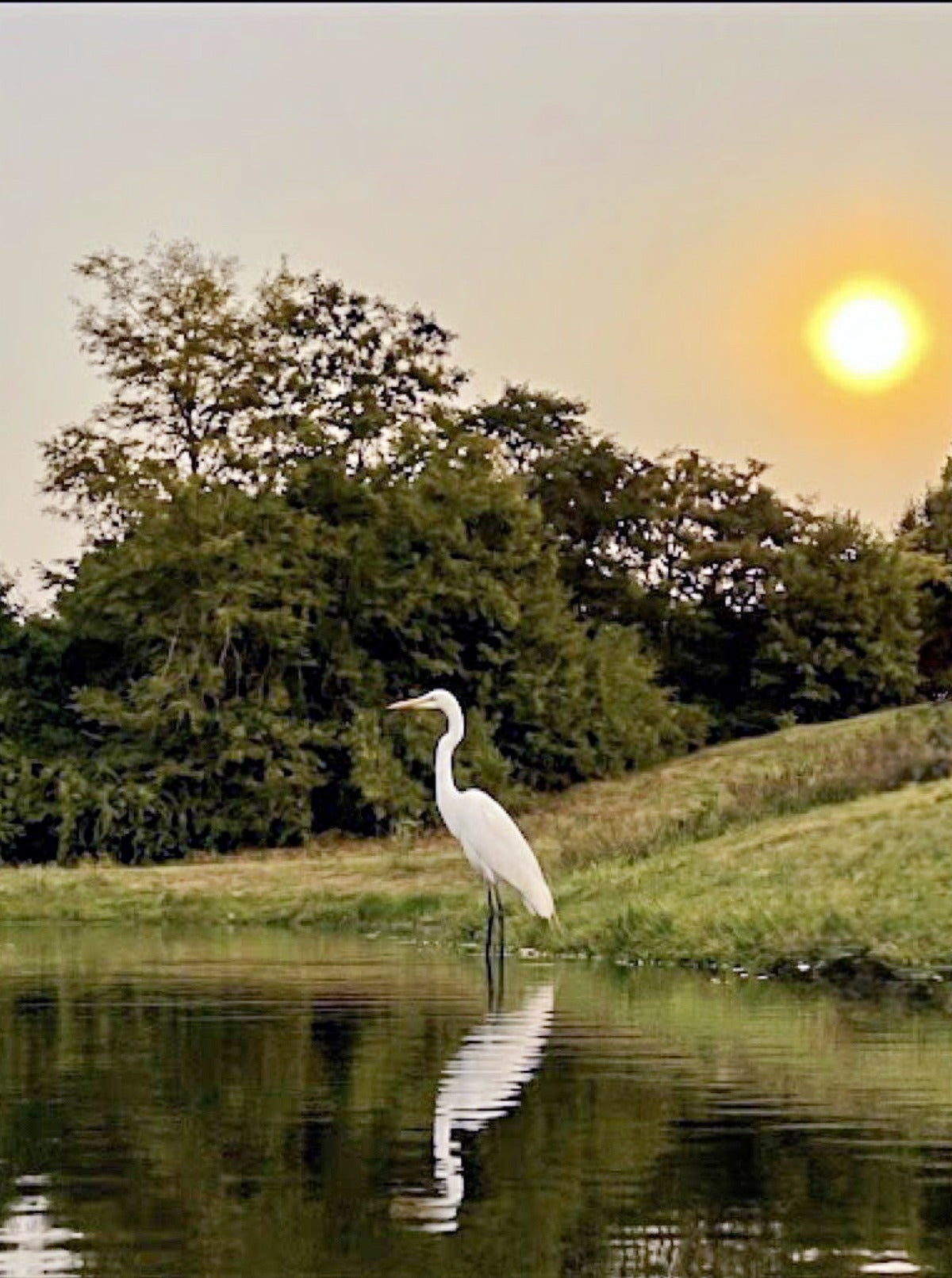 An egret at sunset on the water — the quiet moments Michael Watz travels to find